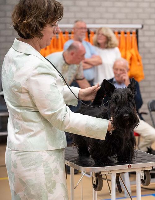 42 schot teven keuring puppy kvf